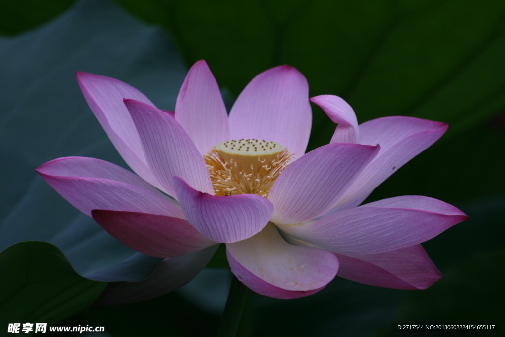 荷花