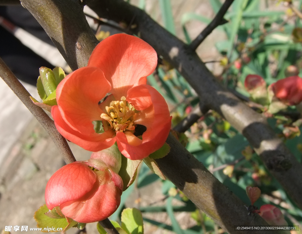 杜鹃花
