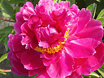 芍药