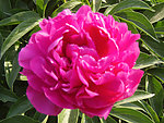 芍药
