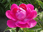芍药
