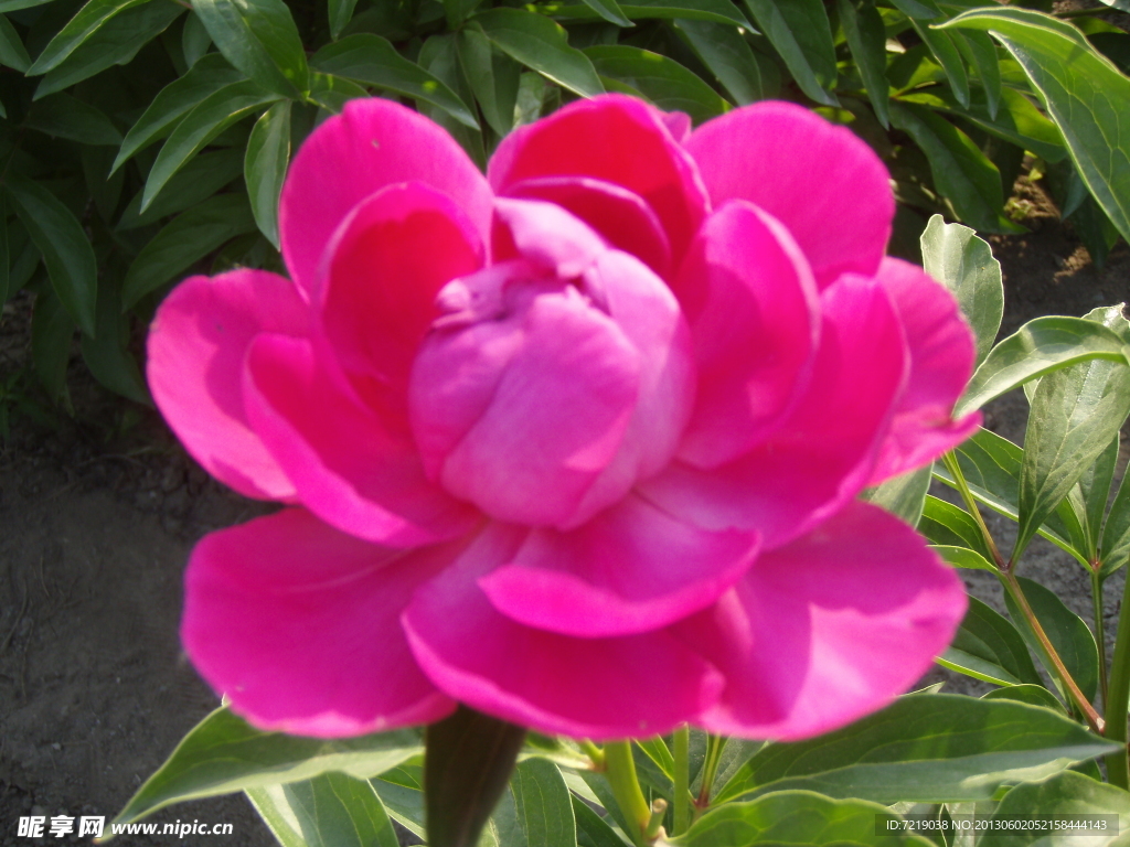 芍药