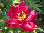 芍药
