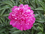 芍药