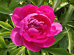 芍药