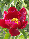 芍药