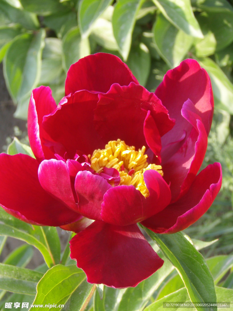 芍药