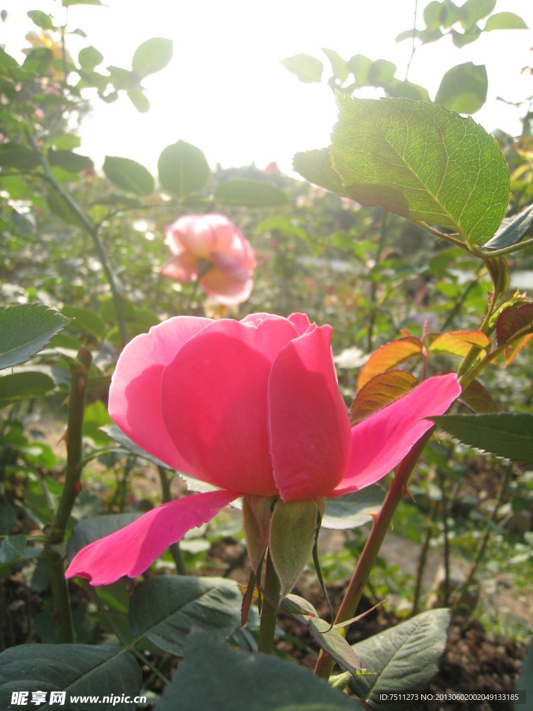 月季花