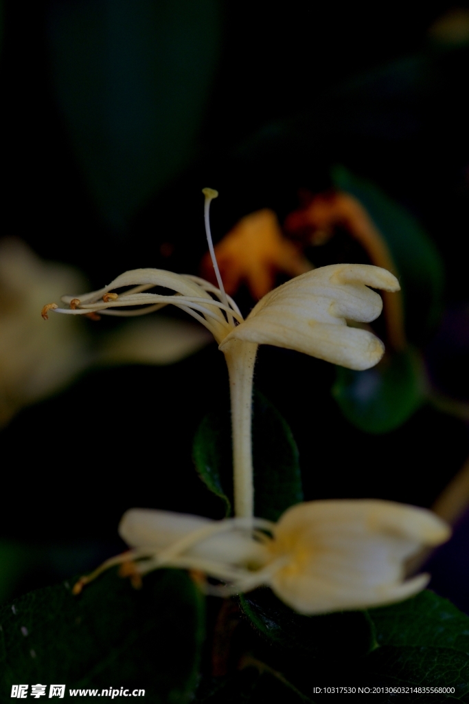 金银花