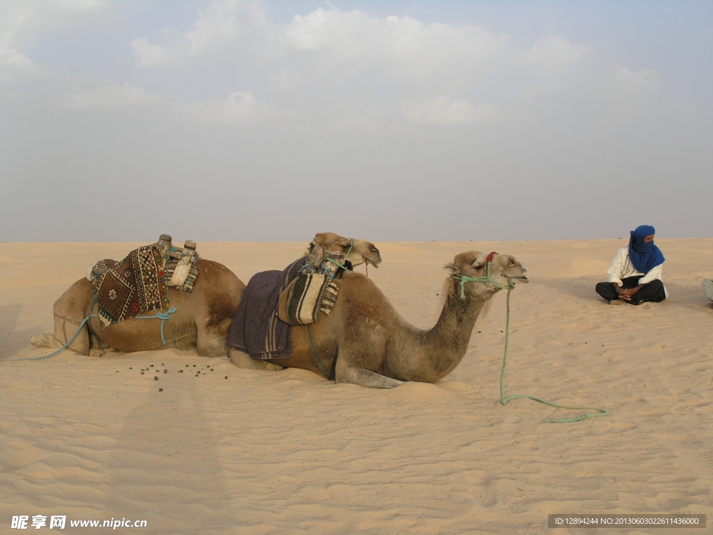 骆驼 沙丘
