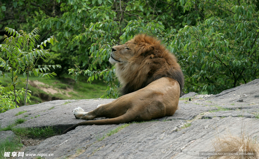 丛林之王 狮子