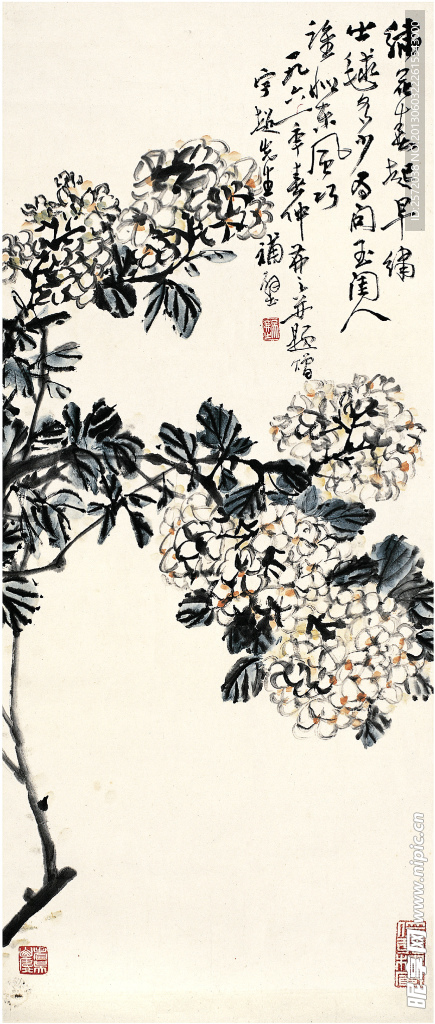 绣球花图