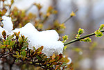 含雪