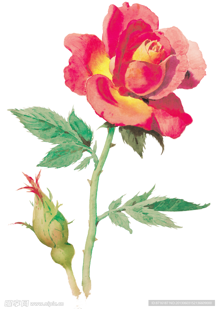 手绘红色玫瑰花