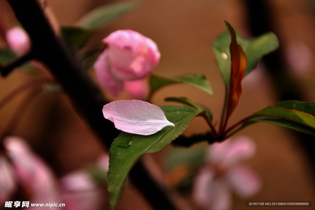 海棠花 花朵 花树