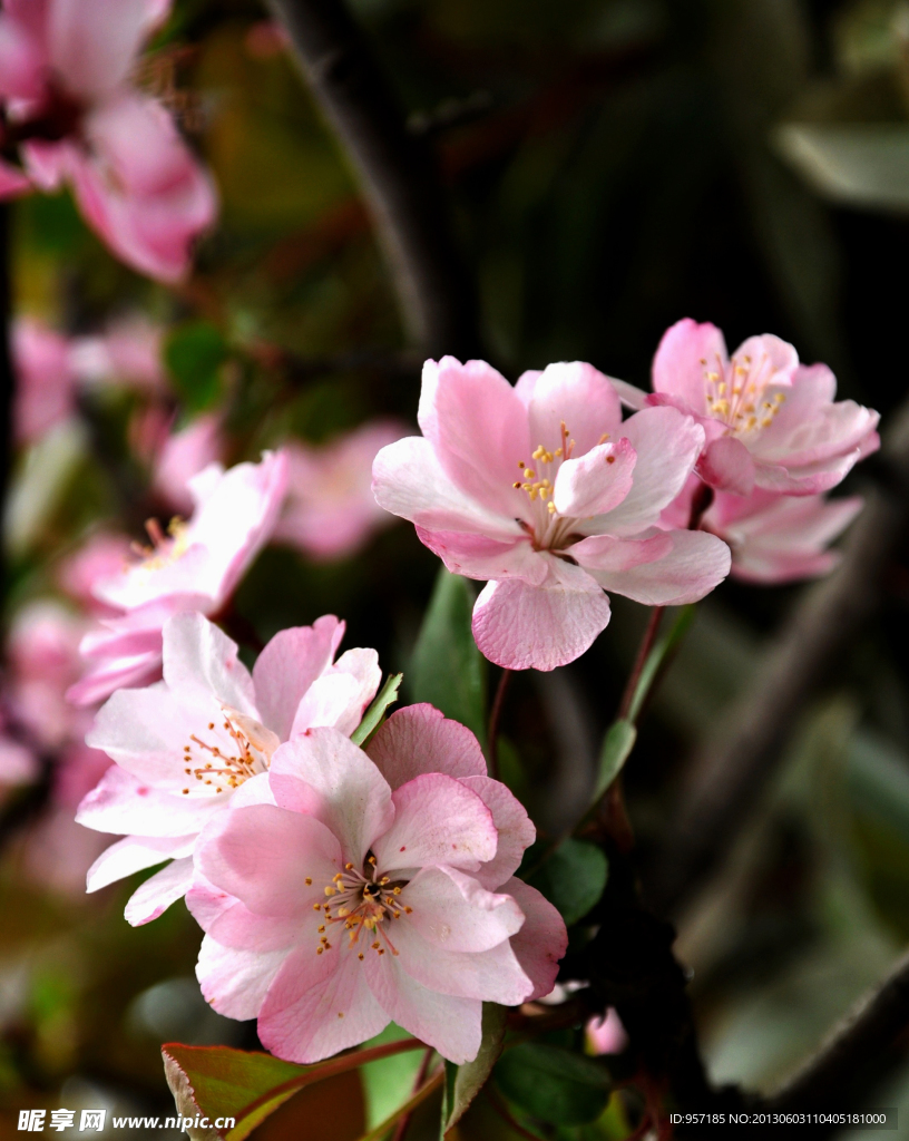 海棠花 花朵 花树