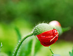 罂粟花蕾