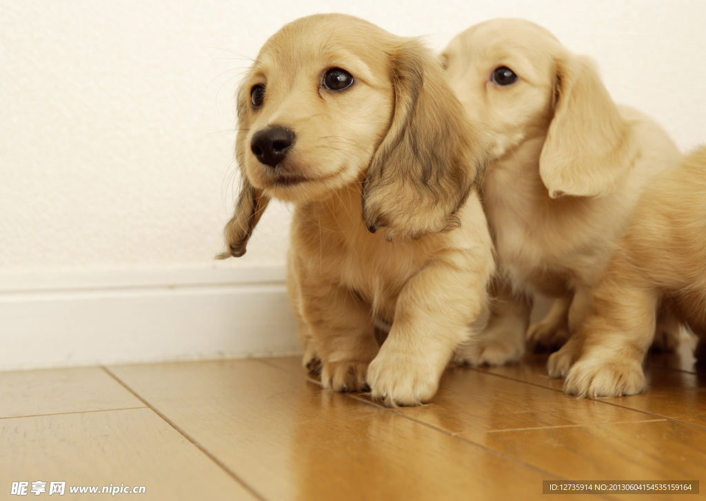 可爱幼犬狗狗