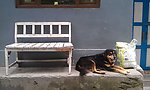 椅子与狗