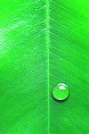 水珠