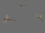 蜻蜓飞舞动画max9