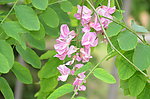 紫槐花
