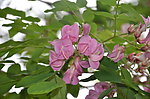 紫槐花