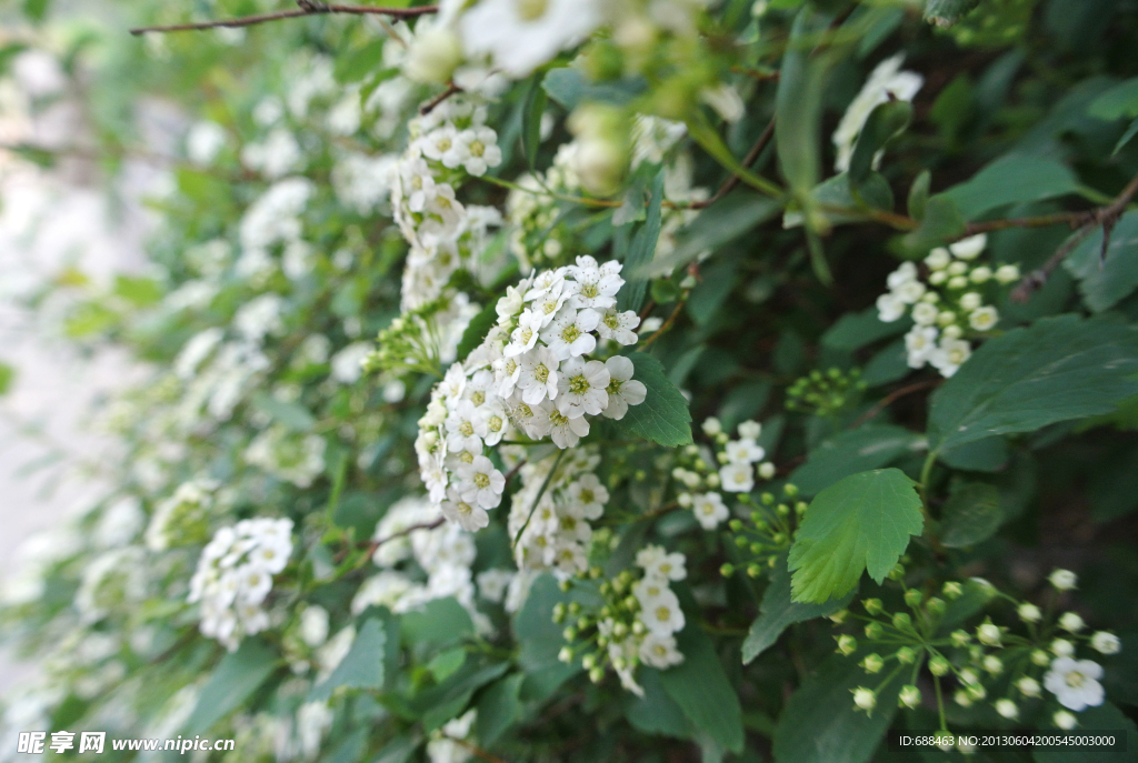 小花