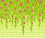 墙壁花