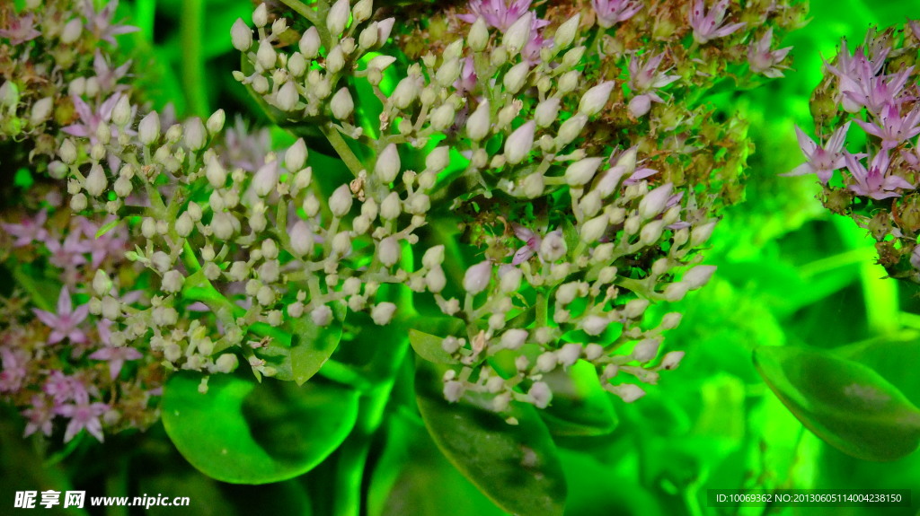 植物