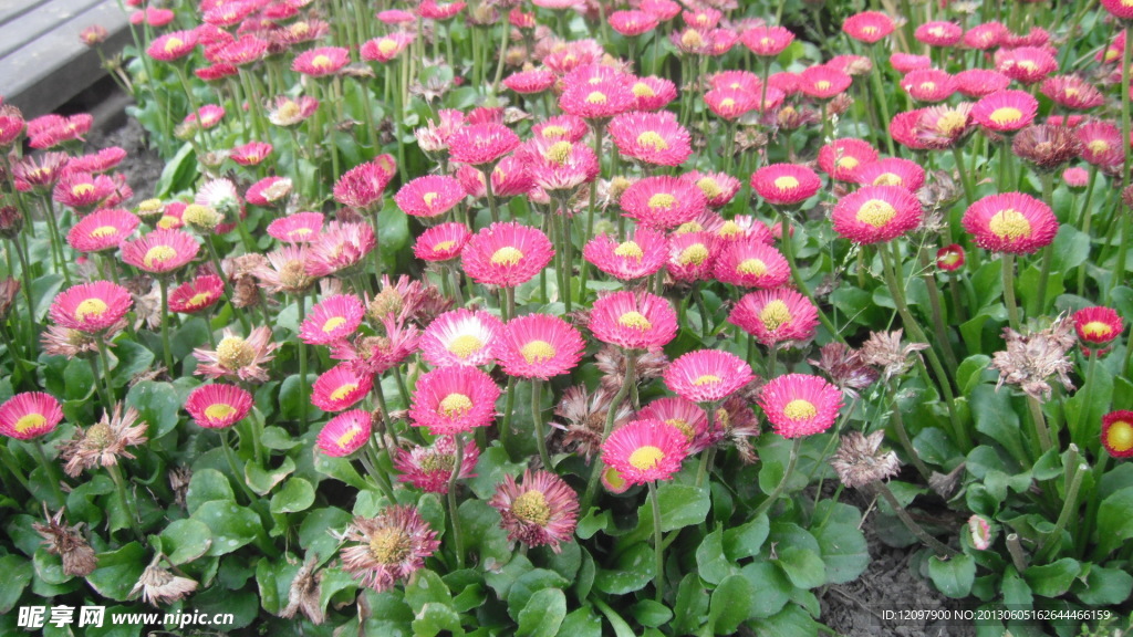 盛开的花儿