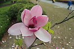 玉兰花