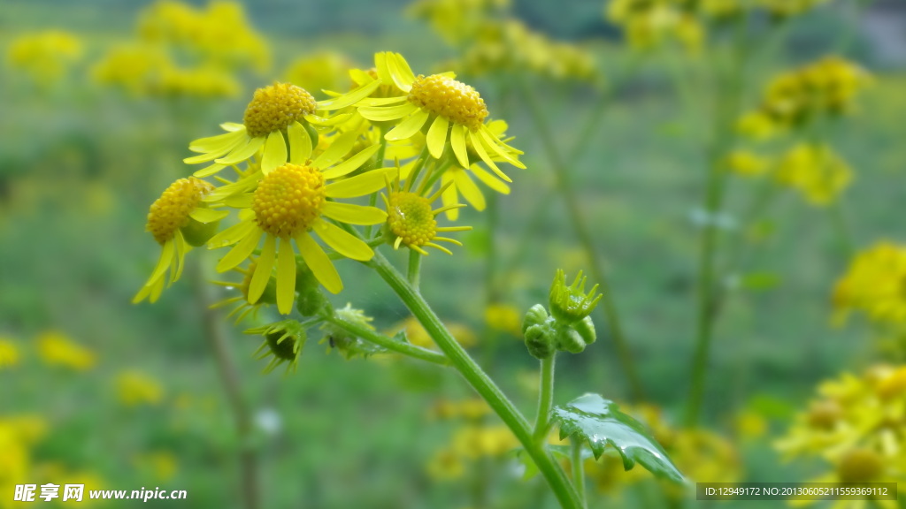 小黄花