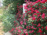 蔷薇花