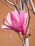 玉兰花