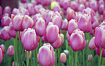 郁金香花海