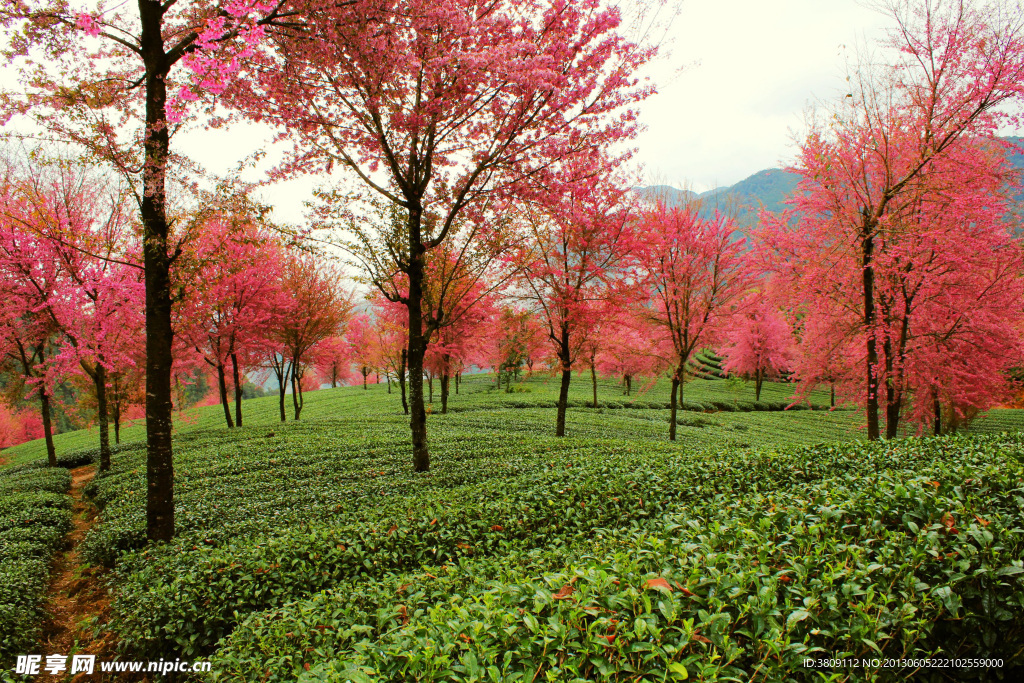 茶园 樱花