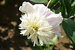 芍药