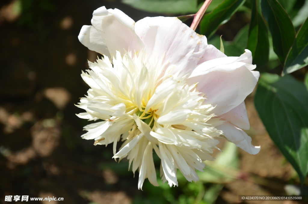 芍药