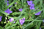 白芨