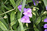 白芨