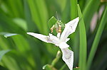 白花鸢尾