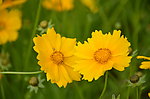金鸡菊