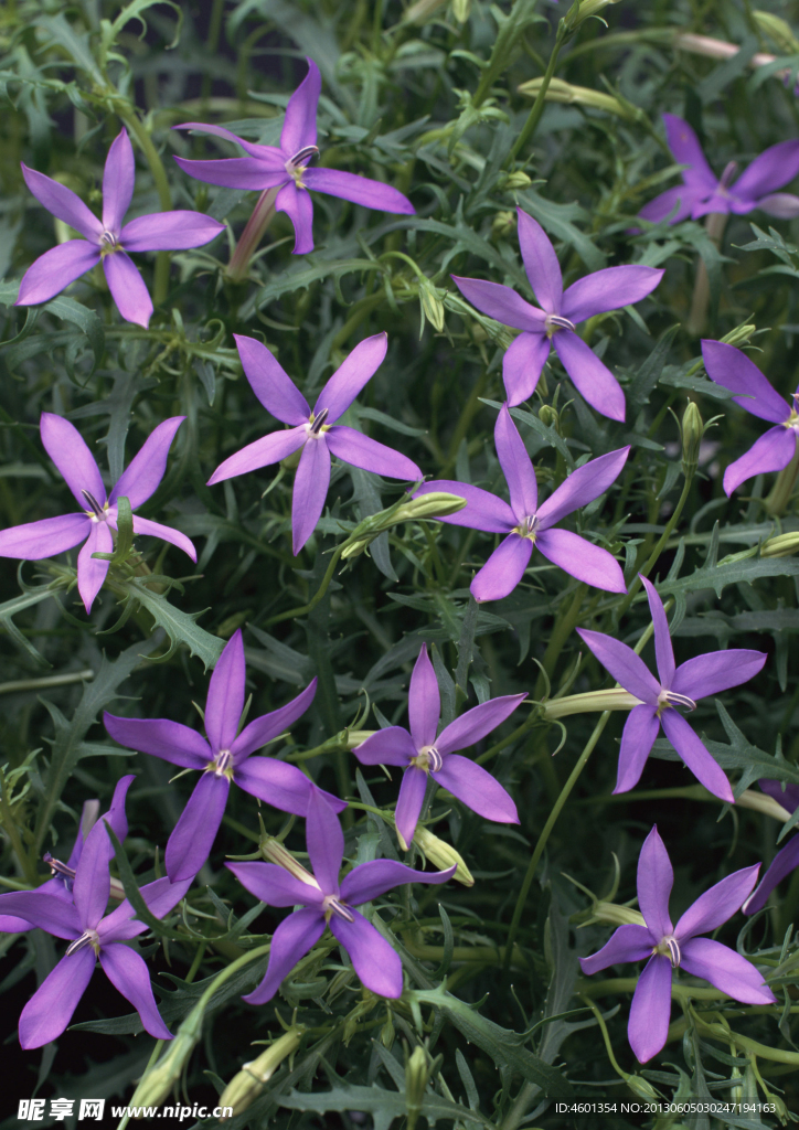 野山花