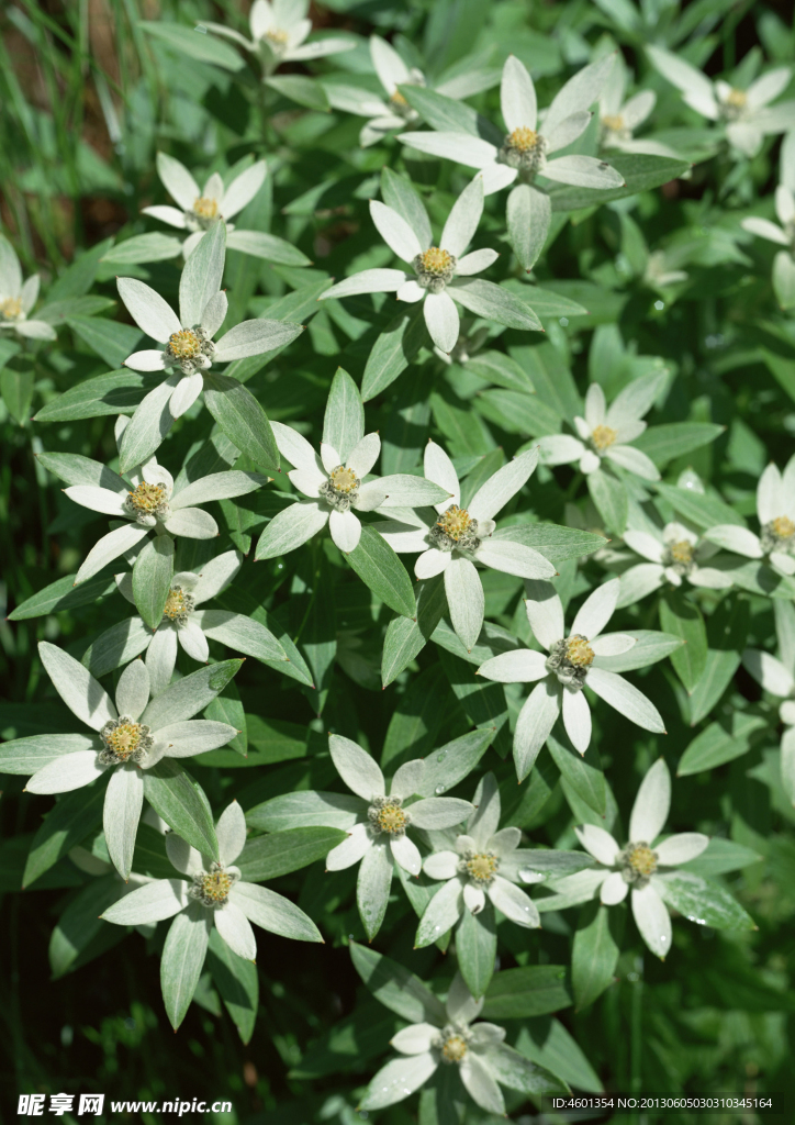 野山花