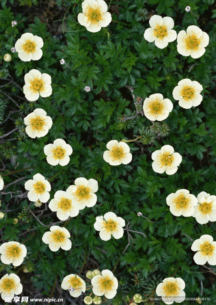 野山花