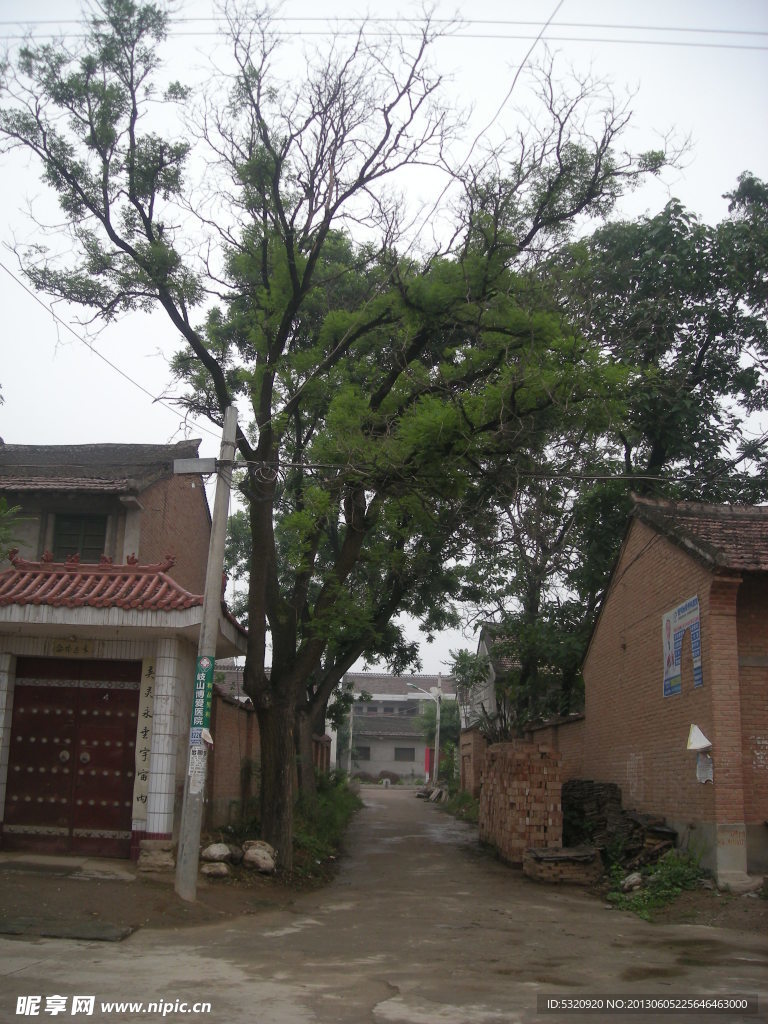 树木 农村