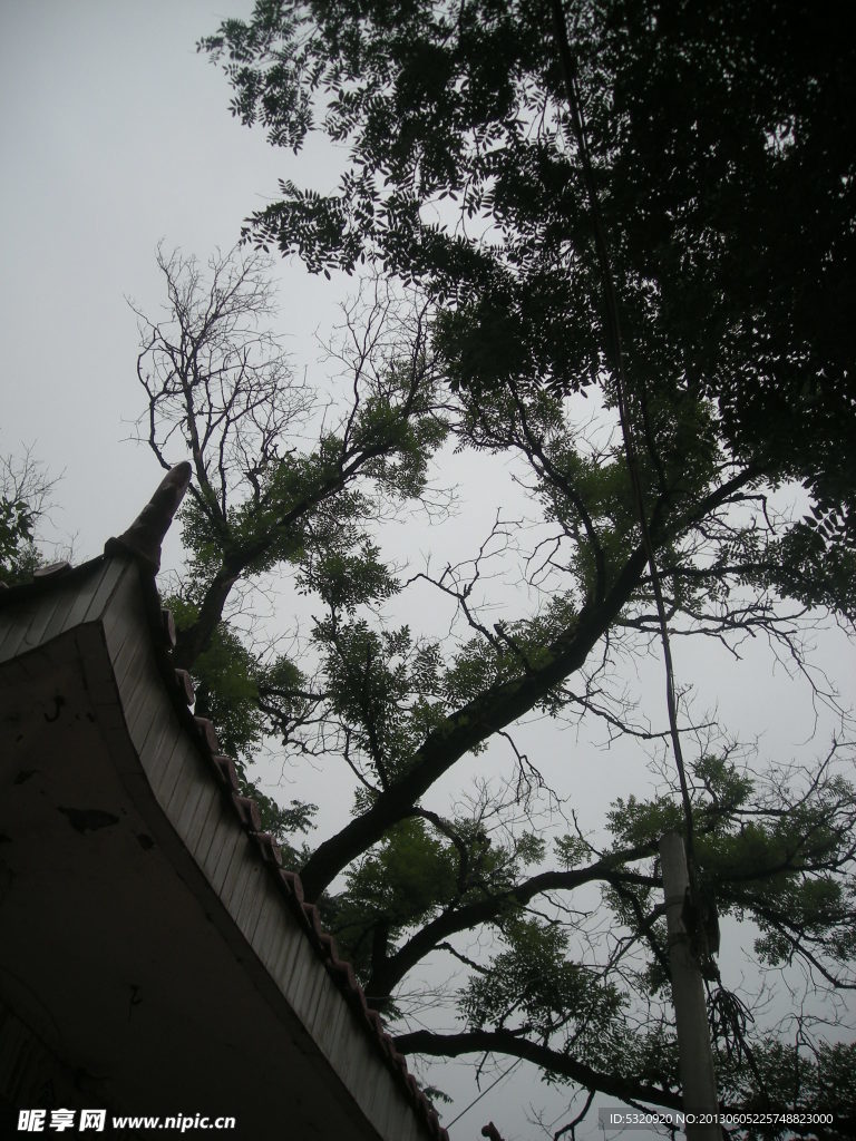 树木 农村