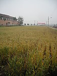 麦田