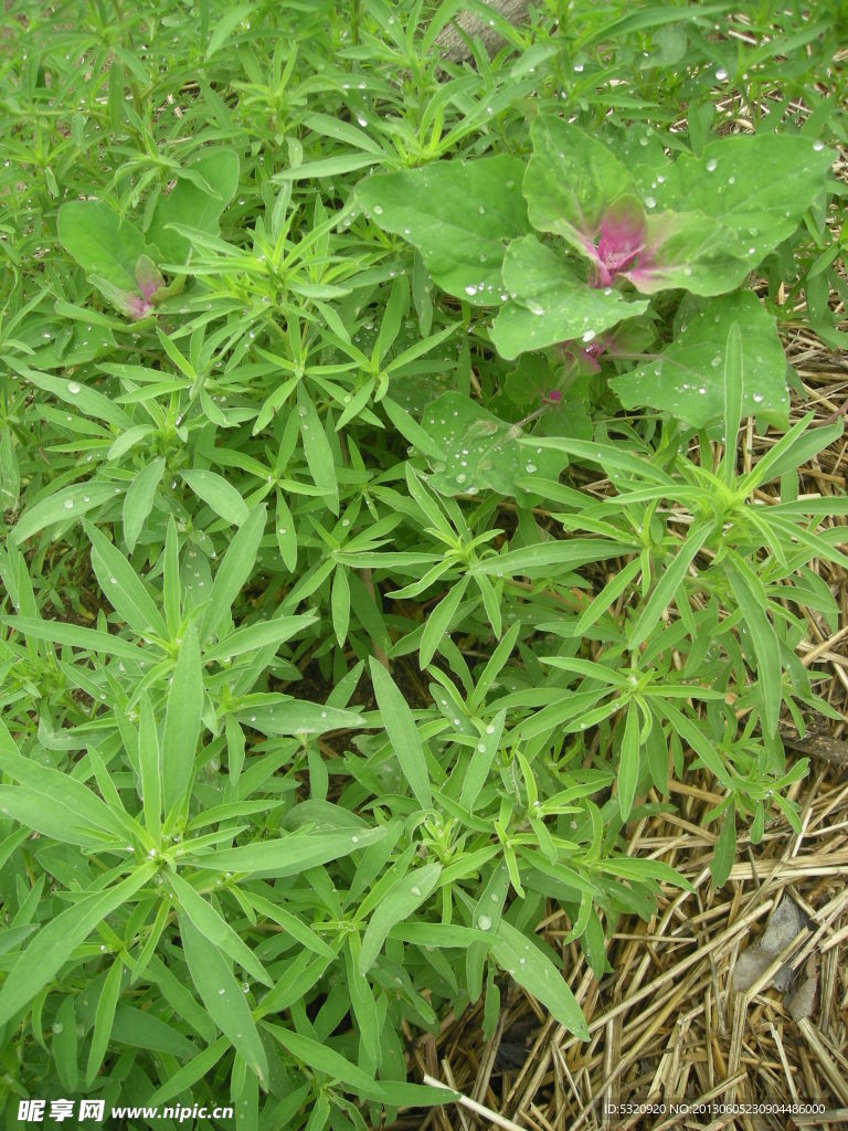 杂草
